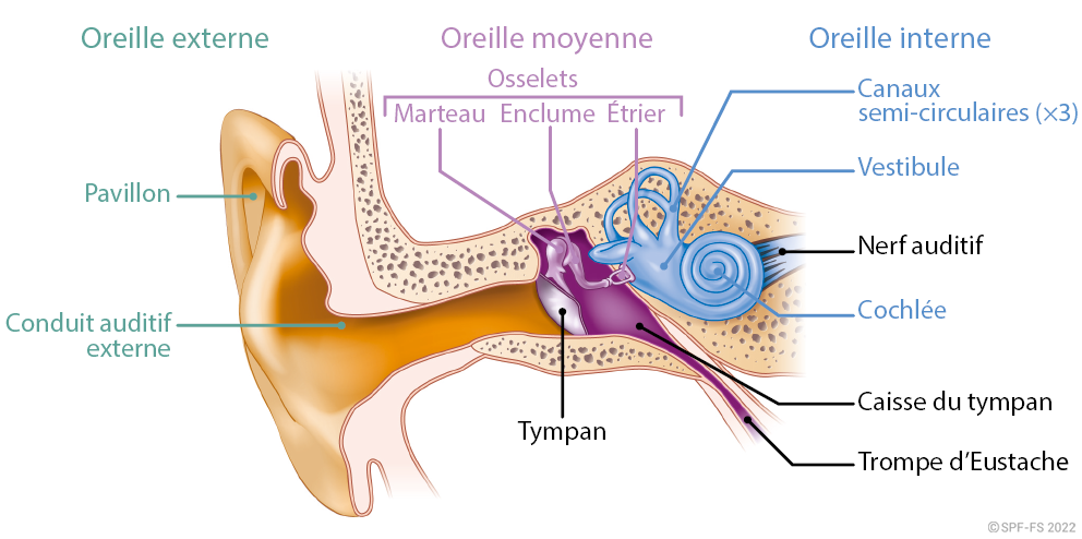 SUAP - Théorie